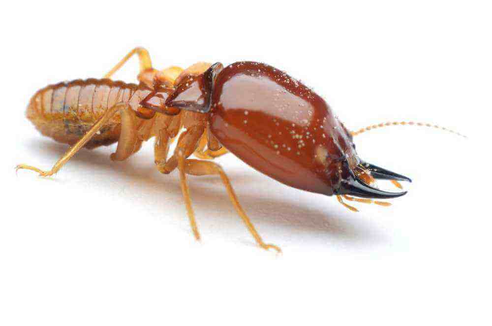 termite treatment and pest control services in Pakistan 01