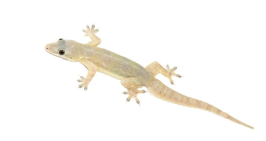 lizard killer machine with professional servies