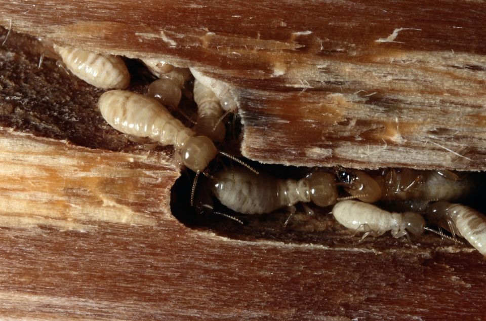 Termites proofing