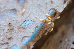 termite control services Islamabad