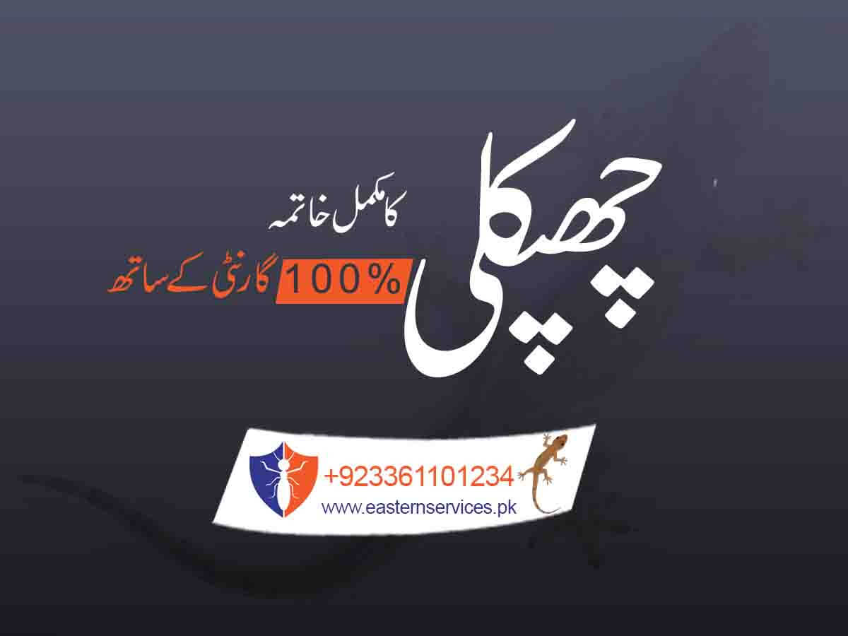 Lizard Control Services