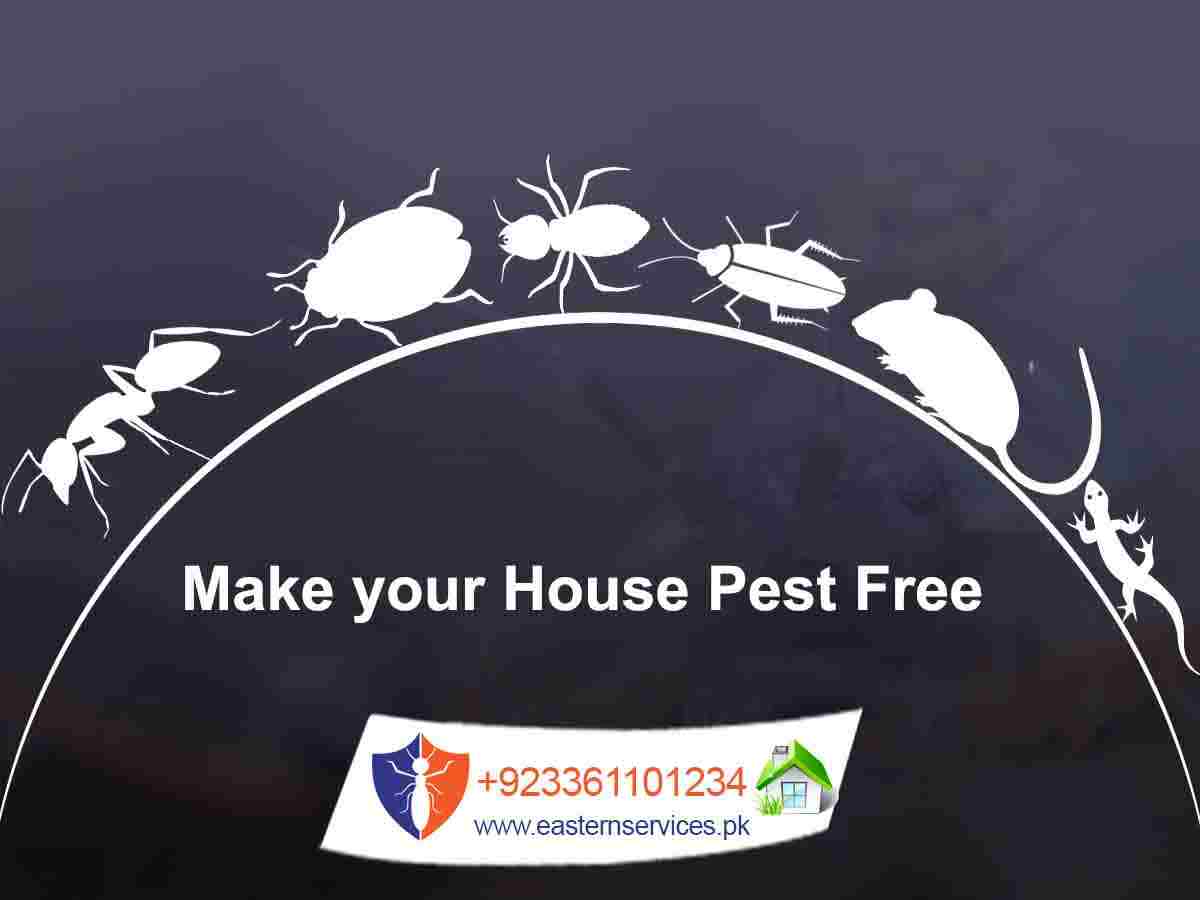 pests free home fumigation services in islamabad