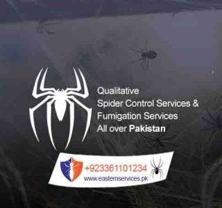 spider control services in rawalpindi islamabad & all over Pakistan