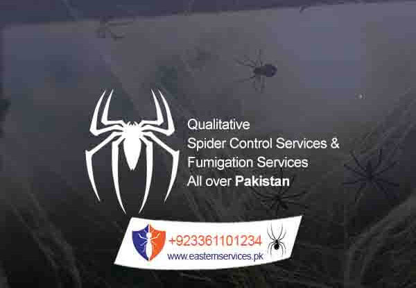 spider control services in rawalpindi islamabad & all over Pakistan