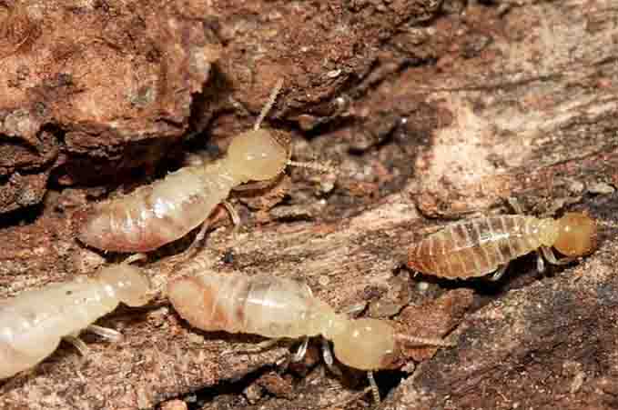 termite control services in Lahore