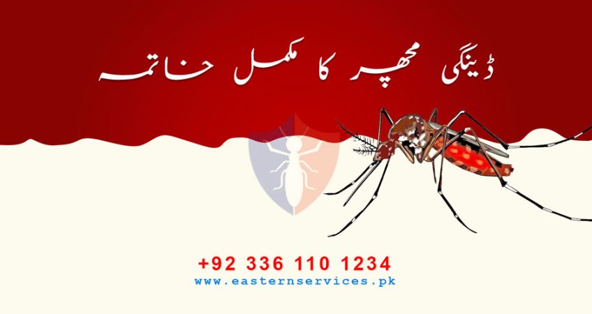 Dengue mosquitoes control in Pakistan