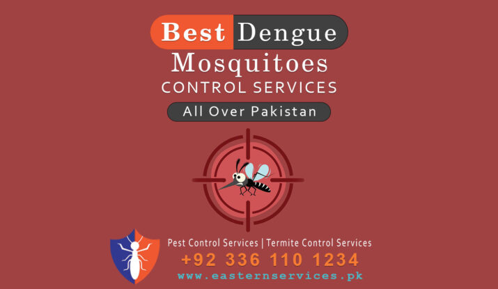 best dengue mosquitoes control services