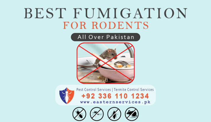 best fumigation for rodent