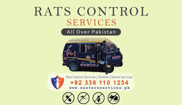 Rats control services in Islamabad