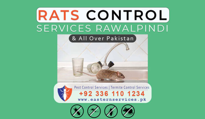 Rats Control Services in Rawalpindi