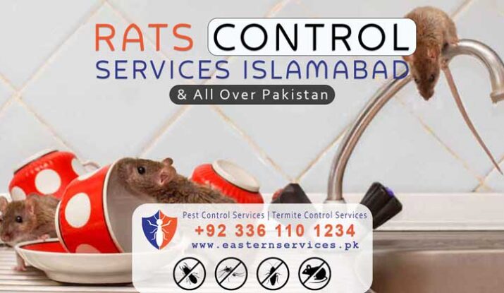 Rats control services in Islamabad & all over Pakistan