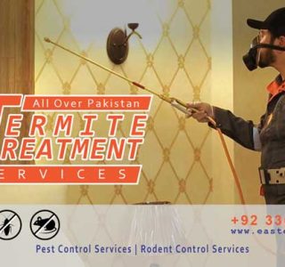 best termite treatment services near me