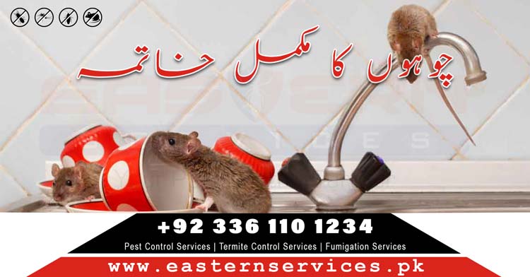 best rats control services in Pakistan