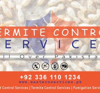 best termite control services