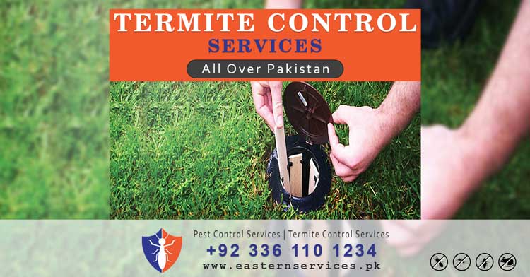 best termites control services