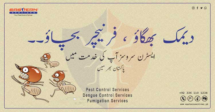 Ddimak ki dawai ap k darwaze pe