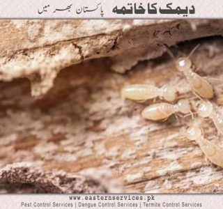 best demak دیمک khatam karne ka tarika