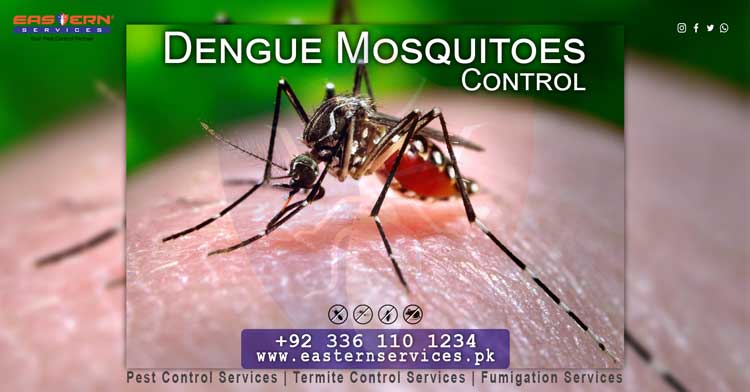 best Dengue mosquito control services