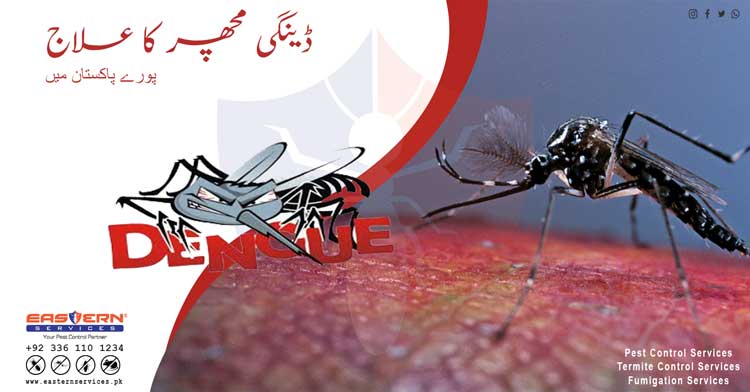 dengue machar ka ilaj