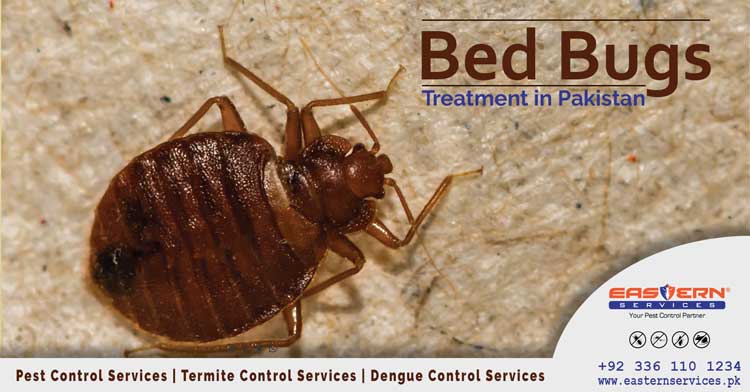 bedbug control services