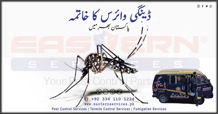 dengue mosquito