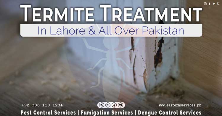 lahore termite control services