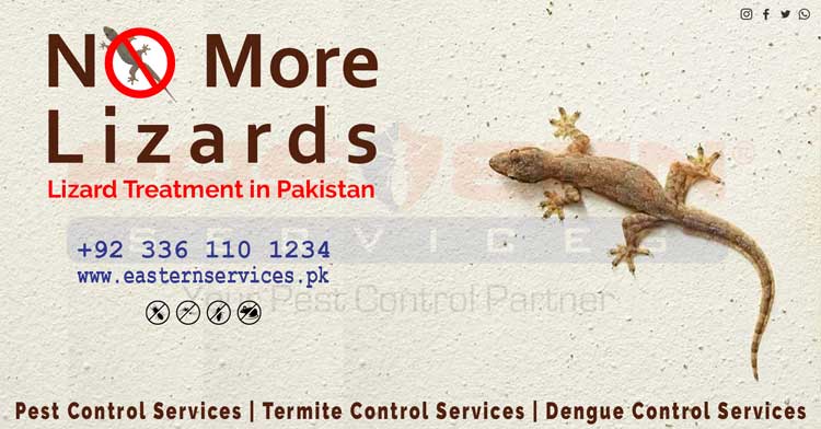 lizard control services