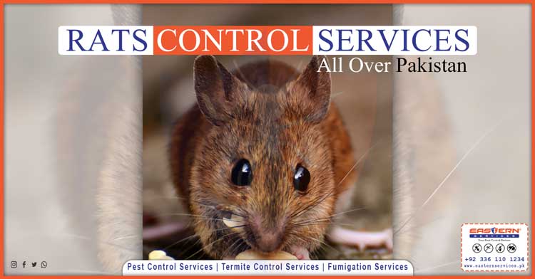 rats control