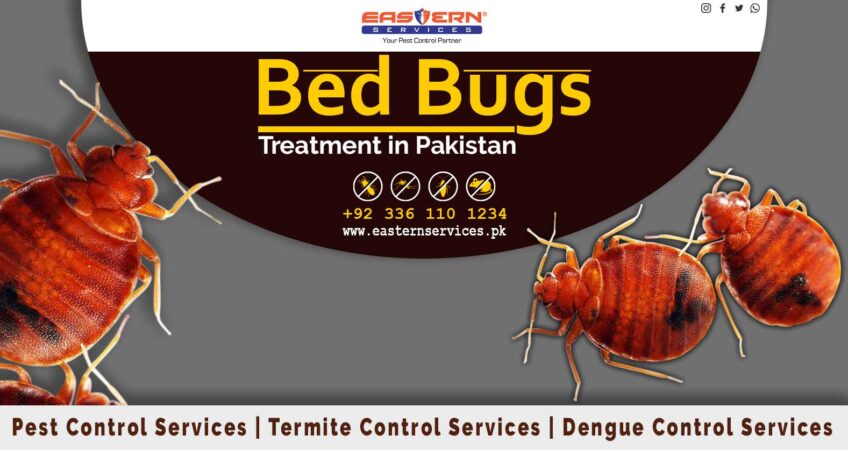 bedbug treatment services