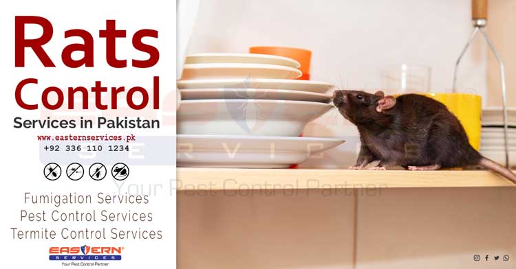 rat control services