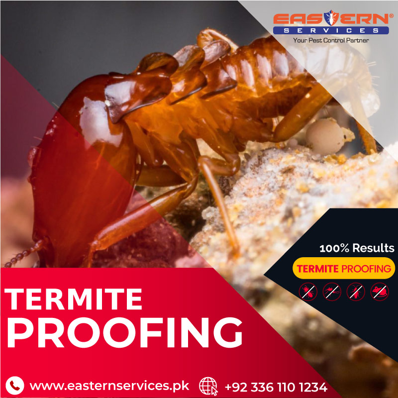 Best Termite Proofing Services