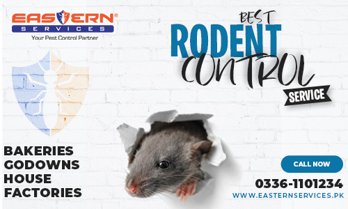 Best Rat Control Service in Islamabad
