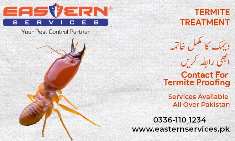 Termite Treatment in Islamabad.