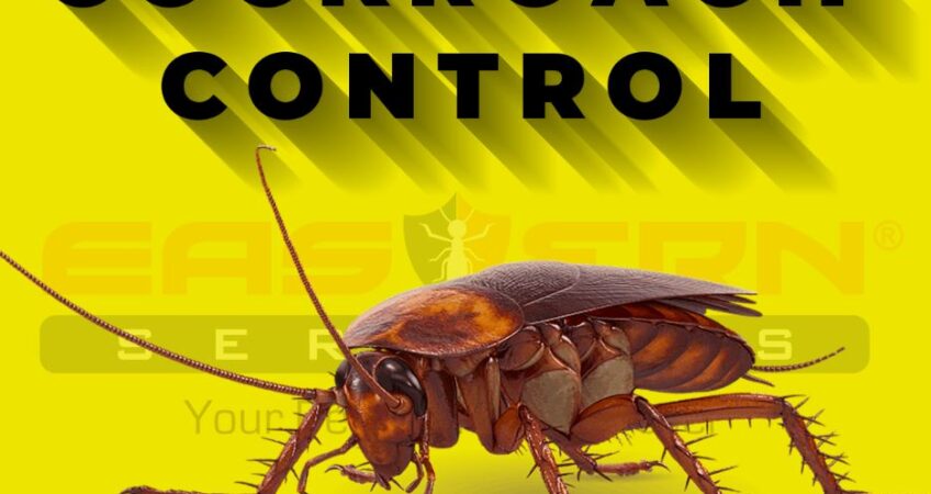 Cockroach Problem in Restaurant Islamabad