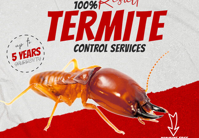 Termite Control Services in DHA Phase 1 Islamabad