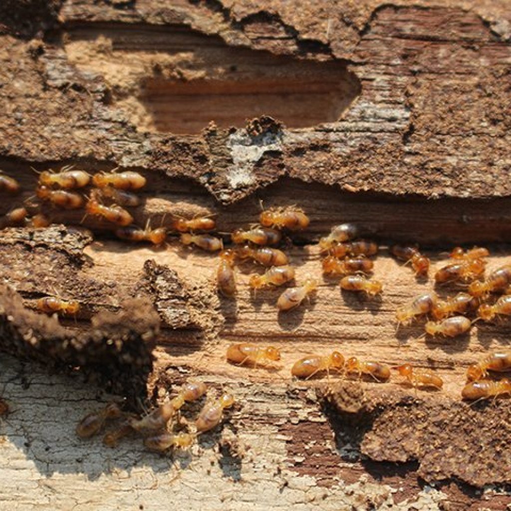 Eastern Services Leading the Way in Termite Control Across Pakistan