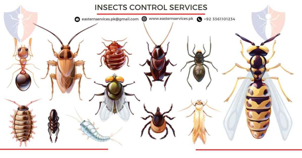 insects control services