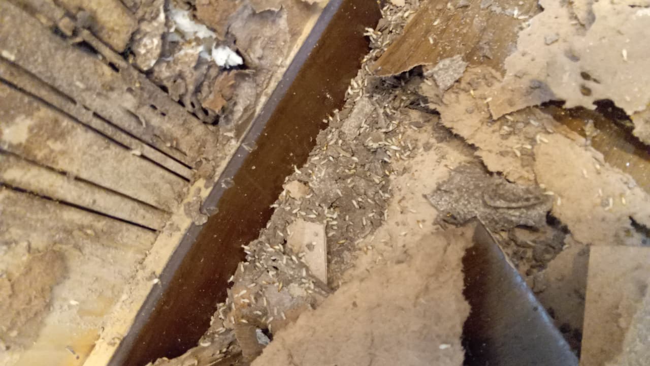 Post-Construction Termite Proofing