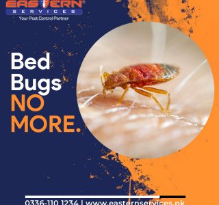 Bedbugs Control Services