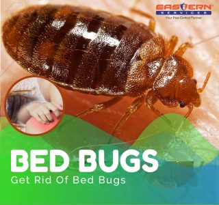 Bedbugs Fumigation Services