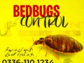 Bedbugs Problem Solution Islamabad