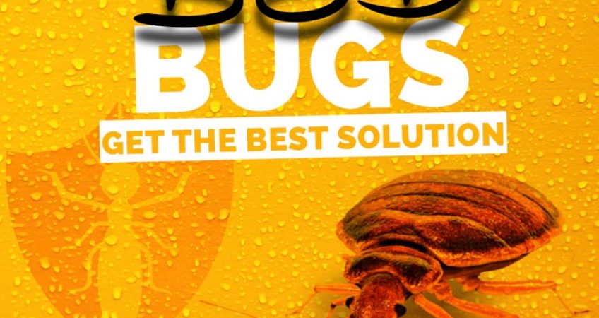 bedbugs solution in islamabad