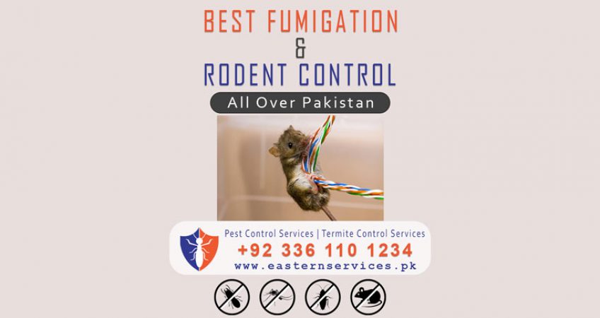 Best fumigation & rodent control services