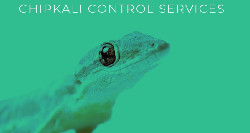 Chipkali Control Services