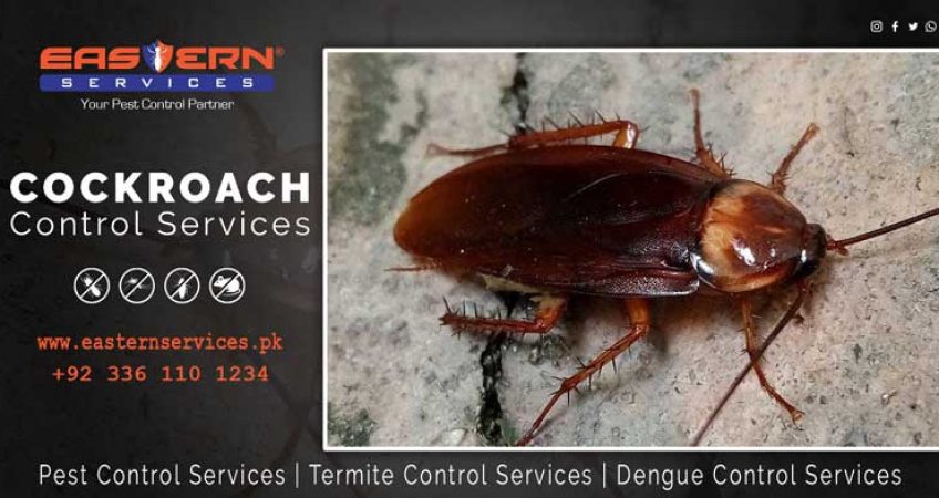 Cockroaches control services