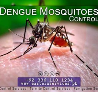 best Dengue mosquito control services