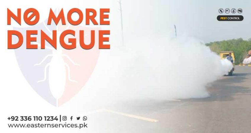 Dengue mosquitoes in Pakistan