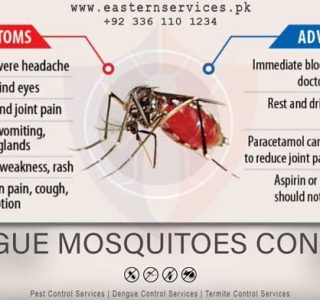 Dengue prevention mosquito control