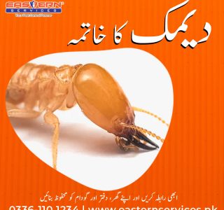 Termite Proofing in Islamabad