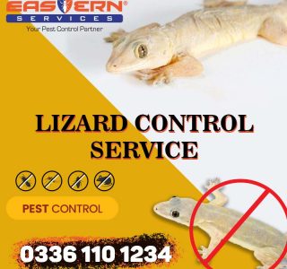 Lizards control services